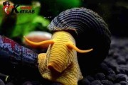 Ślimak Tylomelania Orange