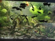 Molinezja ostrousta "Black Molly"
