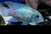 Akara electric blue duże. Cetarius