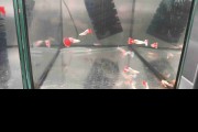 Gupik dorosłe pary