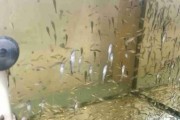 Otocinclus affinis