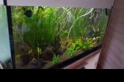 Akwarium 200l z Obsadą i roślinami, Cały Zestaw,