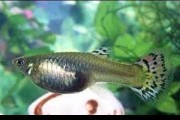 Samica Gupika mix dorosłe. Cetarius