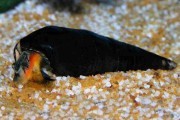 Ślimak Faunus Ater Lava/Magma
