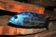 Nimbochromis fuscotaeniatus. Cetarius