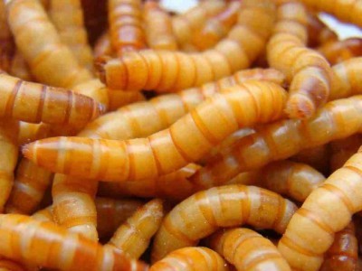 Mącznik młynarek (Tenebrio molitor) 10 litrów.