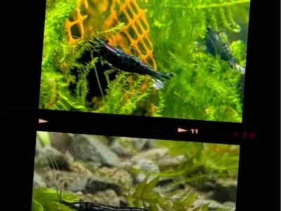 Neocaridina Blue Dream