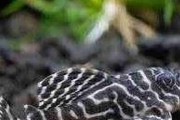 Zbrojnik L333 - King Tiger Pleco - Hypancistrus sp. Cetarius