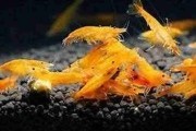 Krewetka Neocaridina Sakura Orange XL. Cetarius