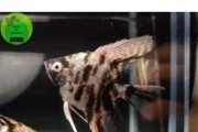 Skalar marmur