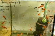 Mieczyk Tricolor