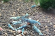 Caridina blue bolt
