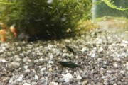 Krewetki Green Jade Davidi
