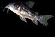 TPL