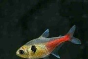 Fantom różowy, Barwieniec różowy (Hyphessobrycon roseus)