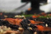 Krewetka Caridina Bloodshot