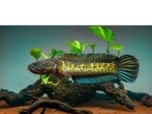 CHANA AURANTIMACULATA