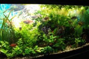 Polskie hodowle zwierząt i roślin akwariowych