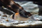 Kirys: Kirysek ciemnogrzbiety Corydoras duplicareu