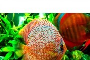 Paletka leopard
