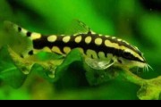 Bocja karłowata (Ambastaia sidthimunki). Cetarius