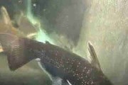Milky Way wood catfish (Tatia galaxias). Cetarius