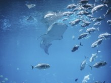 5 powodów, dla których akwarium w biurze to dobry pomysł