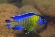 Aulonocara Blue Neon Undu Reef. Cetarius