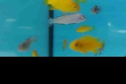 Pyszczaki Pseudotropheus Socolofi Malawi Tanganika