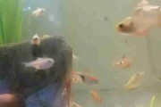Loricaria red lizard