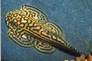 Promocja. Przylga siatkowana - Tiger Hillstream Loach - XXL (Sewellia lineolata). Cetarius