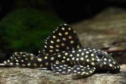 Glonojad L201 – Hypancistrus sp. L201. Cetarius