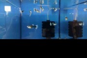Rasowe Gupiki HB White Tuxedo