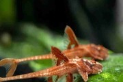 Promocja Zbrojnik czerwony (Loricaria Red Lizard) XL. Cetarius