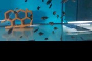Tropheus Duboisi Maswa Malawi Tanganika