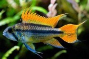 Pielęgniczka kakadu ORANGE - Apistogramma cacatuoides
