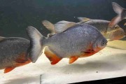 Pirania Red Pacu. Cetarius