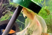Młode albinosy weloniaste
