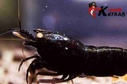 Krewetka Black Devil