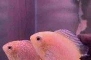 Pielęgnica Severum Red. (Heros efasciatus). Cetarius