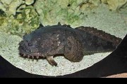 Batrach kwiczący (Allenbatrachus grunniens) 10 - 15 cm. Cetarius