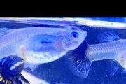 Gupik Purple dragon snakskin dumbo