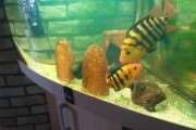 Pielegnica Festae red terror