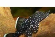 Zbrojnik L183, Zbrojnik niebieski (Ancistrus dolichopterus). Cetarius