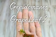 Crepidomanes Grape Leaf 2
