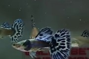 1 Pair Platinum Leopard Guppy