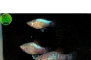 Platka blue