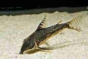 Kirysek Brodaty (Czaprakowy) - Corydoras Barbatus. Cetarius
