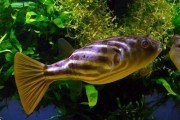 Fahaka Puffer PUFFERS