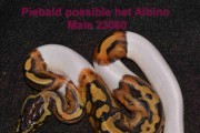 Młode pytony królewskie z 2023r